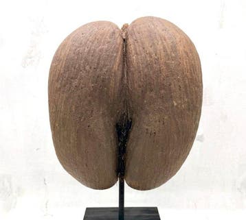 Coco de mer Taxidermie volledige montage - Lodoicea