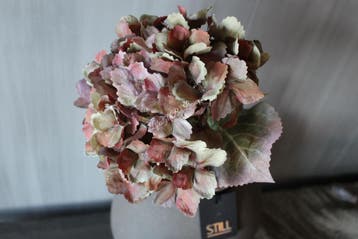 Sylxz Hortensia oud groen 65 cm, Ophalen of Verzenden, Nieuw