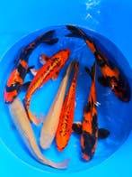 Hirasawa Marusei  40-50 cm (Japanse Koi), Dieren en Toebehoren, Karper of Koi