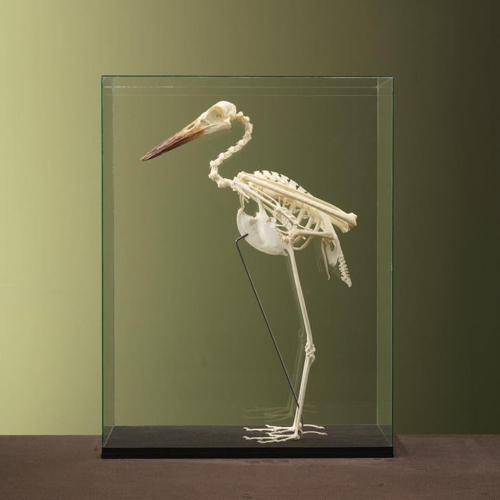 Abdims Ooievaar Skelet Taxidermie Opgezette Dieren By Max, Verzamelen, Dierenverzamelingen, Opgezet dier, Nieuw, Vogel, Ophalen of Verzenden