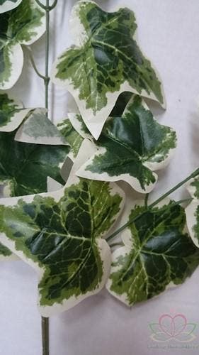 Hedera Bonte Klimop Tak Zijdenbloem groot ca. 60 cm, Ophalen of Verzenden, Nieuw