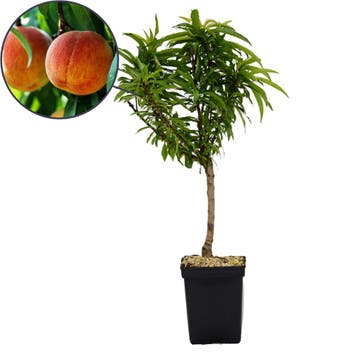 dwergperzik Prunus persica Bonanza + Pot 19cm, Verzenden, Volle zon