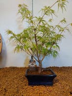 Japanese maple bonsai (Acer palmatum) - Hoogte (boom): 40 cm