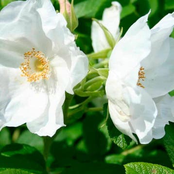 Wilde Rozen Tuincollectie – 3 Planten Roos, Sierplanten, Verzenden, Overige soorten, Struik