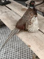 Fazant Taxidermie volledige montage - Phasianus colchicus -, Nieuw