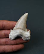 Haai - Fossiele tand - Enorme Otodus obliquus de alta, Verzamelen