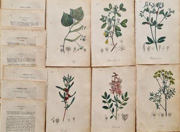 Felice Cassone (1815/ 1854) - Lot. of 18 sheets Flora, Antiek en Kunst
