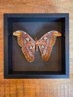 Vlinder Taxidermie volledige montage - Attacus atlas XL - 27