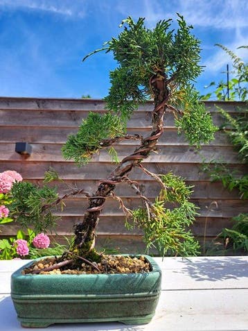 Juniperus chinensis kishu bonsai - Hoogte (boom): 30 cm -