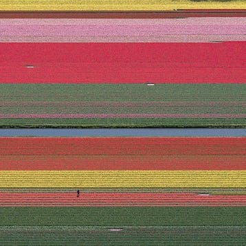 Bernhard Lang - AV_Tulip_Fields_036 XL