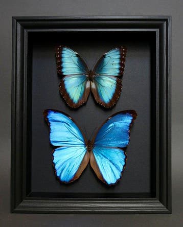 Vlinder Taxidermie volledige montage - Morpho didius x