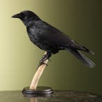 Kraai Taxidermie Opgezette Dieren By Max, Ophalen of Verzenden, Nieuw, Vogel, Opgezet dier
