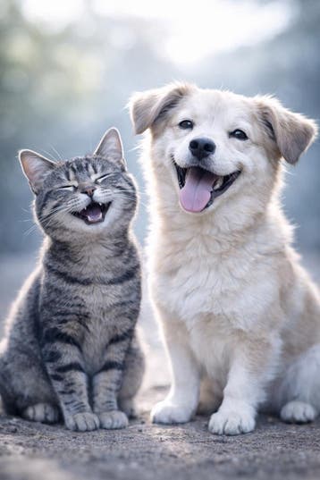 Healing voor honden