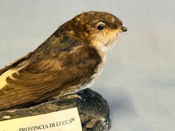 Balestruccio Taxidermie volledige montage - Delichon urbicum, Nieuw