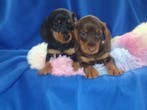 ECHTE TOPPERTJES !!!. LIEVE EN ENTHOUSIASTE DWERGTECKEL PUPS, Parvo, 8 tot 15 weken, Korthaar, Teef