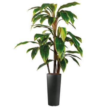 Cordyline kunstplant, H145cm, Ophalen of Verzenden, Overige soorten, 100 tot 150 cm
