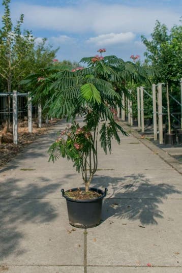 Albizia julibrissin Ombrella meerstammig 250-300