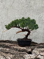 Jeneverbes bonsai (Juniperus) - Hoogte (boom): 18 cm -