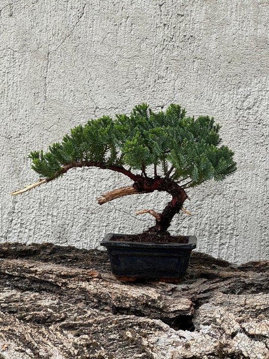 Jeneverbes bonsai (Juniperus) - Hoogte (boom): 18 cm -, Antiek en Kunst, Curiosa en Brocante