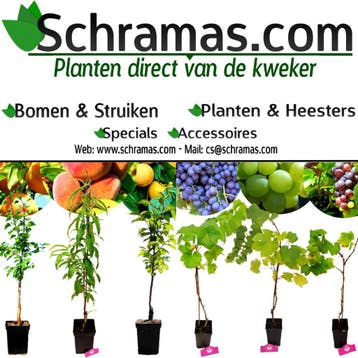 SCHRAMAS.COM - Planten Direct Van De Kweker - Sinds 1968, Lente, Verzenden, In pot, Appelboom