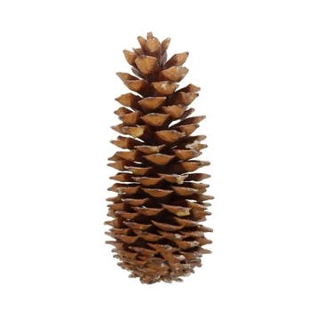 Reuze dennenappel sugar pine cone scented orange cinnamon, Hobby en Vrije tijd, Knutselen, Ophalen of Verzenden, Nieuw