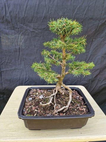 Spar bonsai (Picea) - Hoogte (boom): 30 cm - Diepte (boom):
