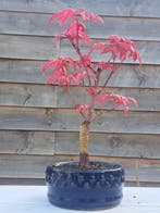 Japanese maple bonsai (Acer palmatum) - Hoogte (boom): 22 cm