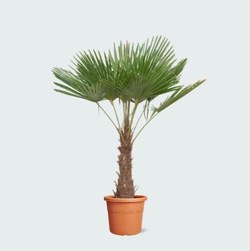 Green Bubble - Trachycarpus Fortunei - 220 cm - Ø32- 40 cm, Ophalen of Verzenden
