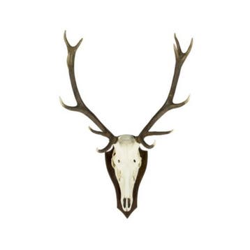 trofee schedel edelhert (pallet) (cervus elaphus linn*, Verzenden, Nieuw