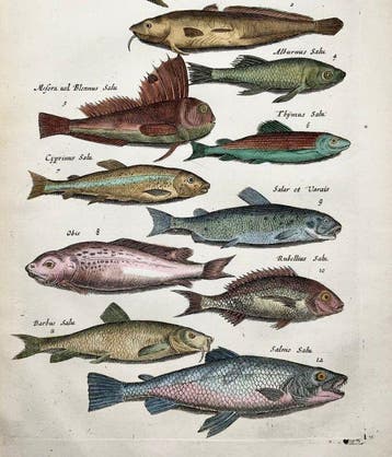 Matthäus Merian (1593-1650) - Fish: Angel Shark, Blenny,