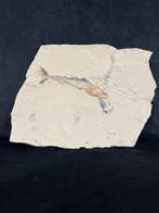 Vis - Fossiel skelet - Eurypholis - 23 cm - 29 cm (Zonder