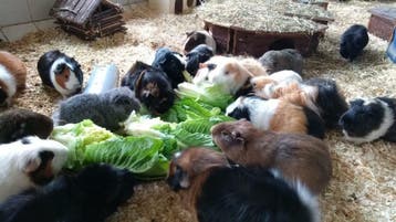 Stichting Cavia gratis brengen, Meerdere dieren, Cavia