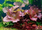 Nymphaea lotus rood aquariumplant - Rode tijgerlotus, Dieren en Toebehoren, Ophalen of Verzenden, Nieuw, Plant(en), Steen of Hout