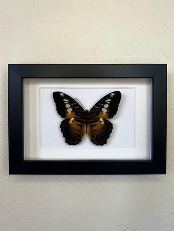 Vlinder Taxidermie volledige montage - Parthenos Sylvia - 10, Nieuw