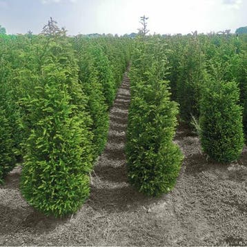 Taxus Baccata 140-160 cm - Kluit