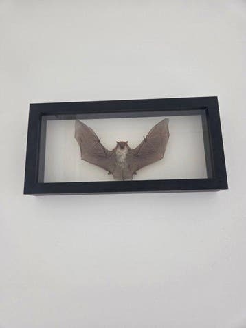 Vleermuis Taxidermie volledige montage - Chiroptera - 17 cm, Antiek en Kunst