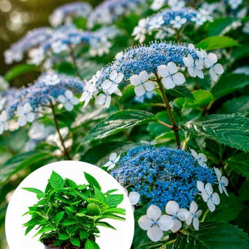 Hydrangea serrata Bluebird container (P19) Hortensia, Verzenden, Hortensia, Struik