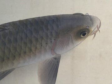 Original Japanese Carp Painting Hanging Scroll Kakemono -, Antiek en Kunst