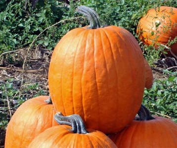 Jason F1 Halloween pompoen zaden, Ophalen of Verzenden, Nieuw