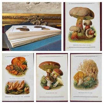 Eugen Gramberg - 50 colour Chromolithograph Plate Portfolio