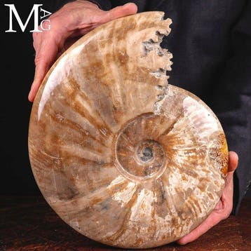 Grote Cleoniceras-ammoniet met iriserende parelmoer