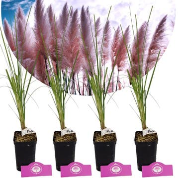 Cortaderia Selloana Rose Plume + pot 9cm 4 pcs, Verzenden, Volle zon