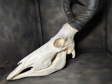 Hartenbeest Schedel van een zoogdier - Alcelaphus - 74 cm -
