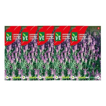 Lavendel zaad | VT | 5 stuks, Verzenden