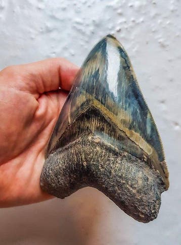 Megalodon - Fossiele tand - 13.1 cm - 9.3 cm, Verzamelen