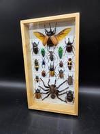 Lijst - Hout, Glas - XL - Echte insecten, Nieuw