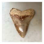 Megalodon - Fossiele tanden - 140 mm - 113 mm