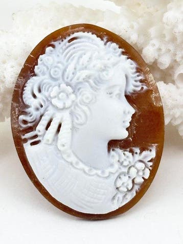 Zonder reserveprijs Cassis madagascariensis - Cameo -, Nieuw