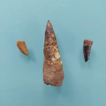 Dinosaurus - Fossiele tand - Abelisaurus, Pterodactylus und, Verzamelen, Mineralen en Fossielen