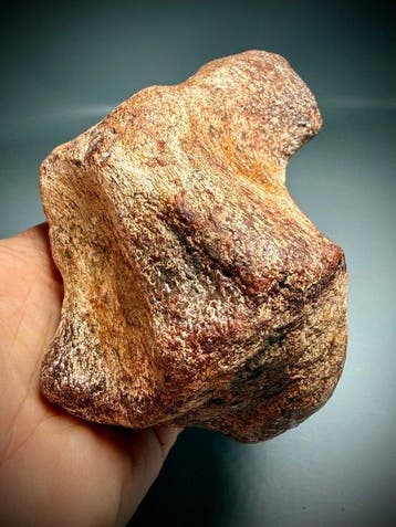 Indrukwekkende dinosaurusstaartwervel - Fossiel bot -, Verzamelen